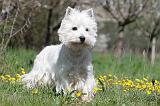WESTIE 189